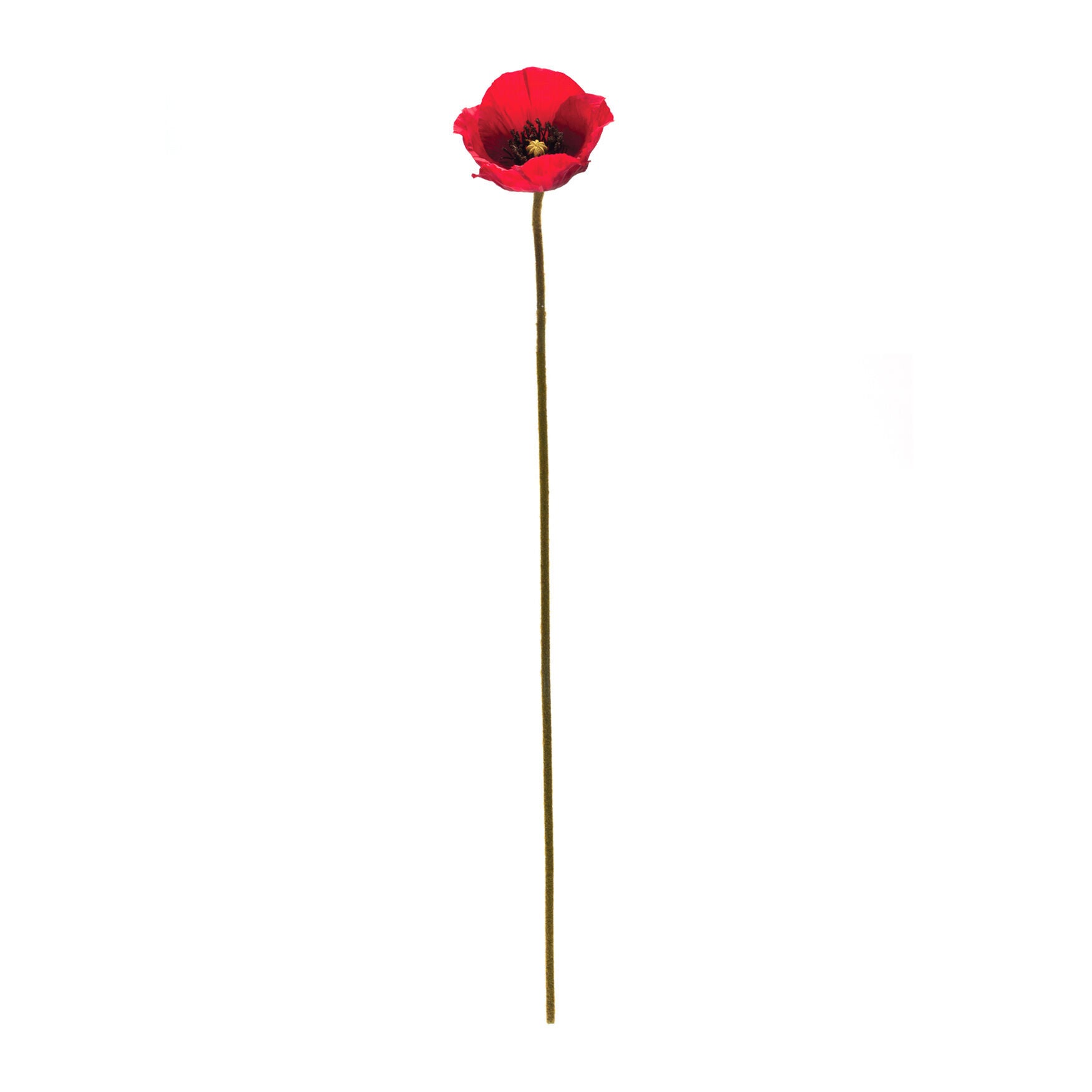 Bright Red Poppy Flower Stem (Set Of 6), , on-hover image number 1