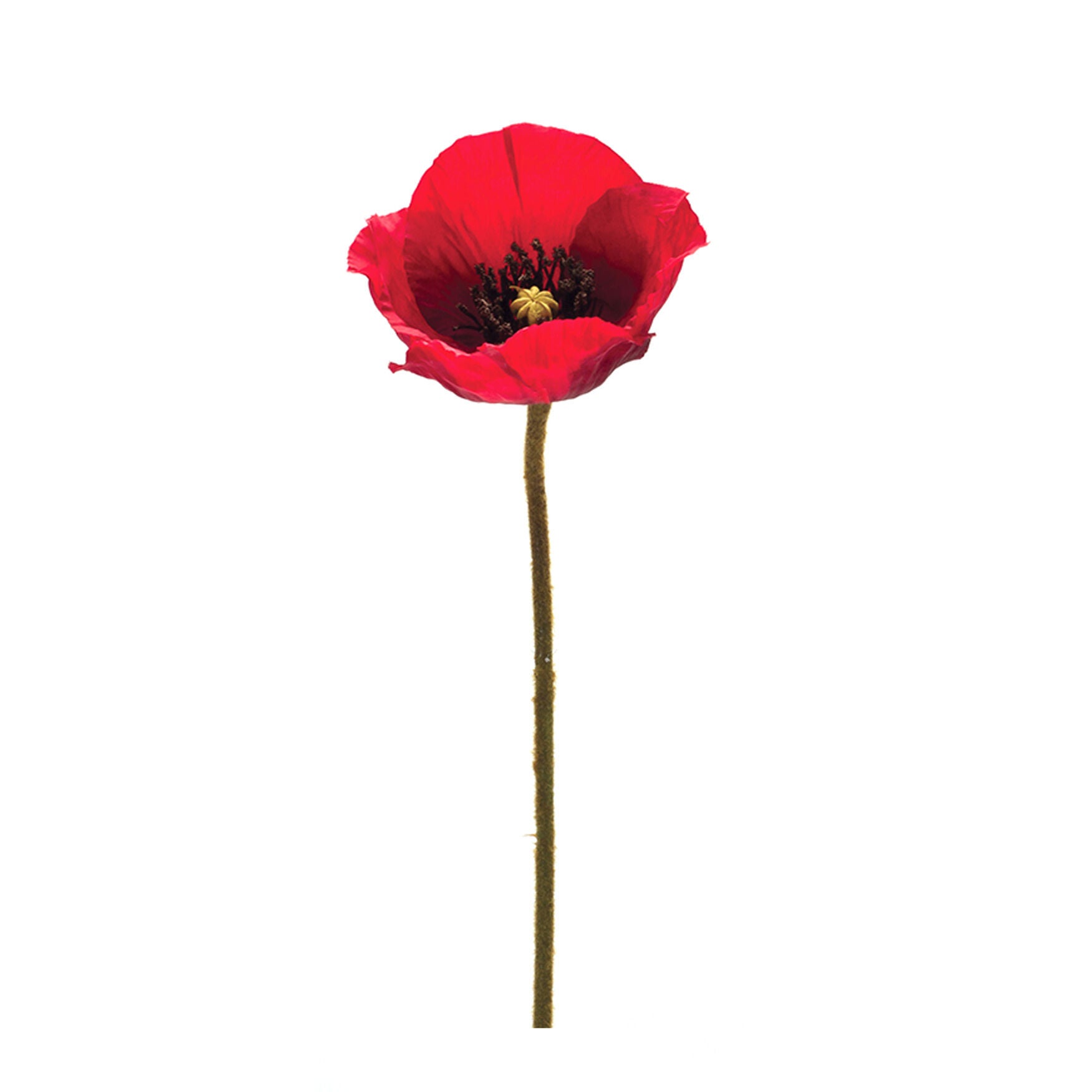 Bright Red Poppy Flower Stem (Set Of 6), RED, hi-res image number 0