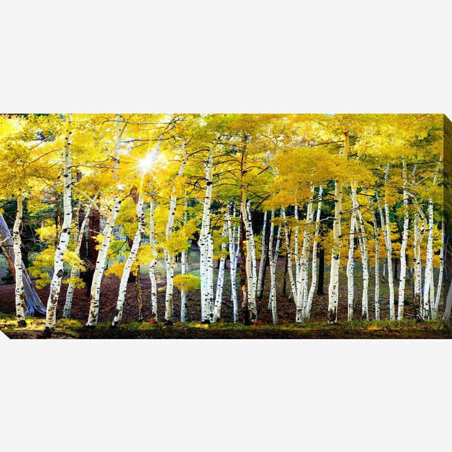 Sun on Aspens Wall Art, MULTI, hi-res image number 0