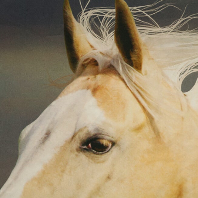 Photo Real Horses Light Filtering Pole Top Curtain Panel Pair, , alternate image number null