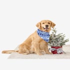 Pet Scarf image number null